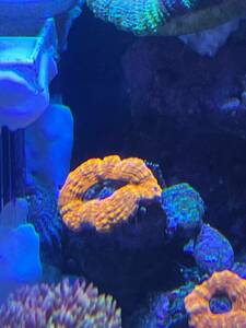  is Nagata coral fluorescence orange 