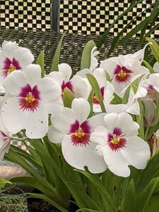 洋ラン ミルトニア鉢植え蕾付き株 白花大株 《只今順次開花しております。》