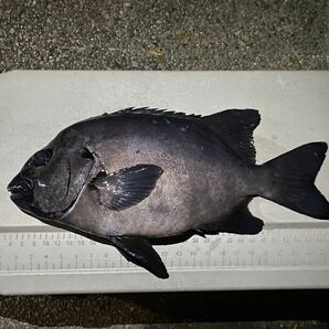 【3.9kg】イシダイ 石鯛（検 クエの画像1