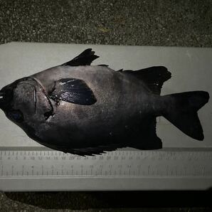 【3.9kg】イシダイ 石鯛（検 クエの画像2