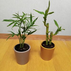 【週末特価】夏に涼しげな観葉植物◆２点セット◆テーブルヤシ　ミリオンバンブー　しっかり根付き