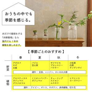 SPICE OF LIFE(ス) 水替えしやすい 水栽培ガラスベース 花瓶 BULB VASE バルブベース クリア ショート 直径8cm 高さの画像6