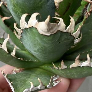 チタノタ レッドキャットウィーズル イタリア輸入仔株 agave titanota オテロイ アガベ 赤猫