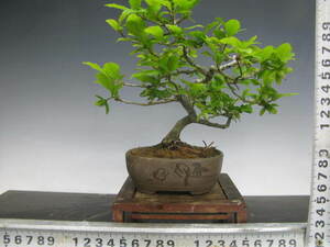  shohin bonsai low ya persimmon height of tree 13cm( free shipping )