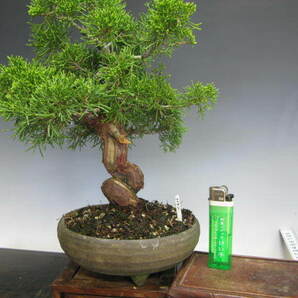 小品盆栽糸魚川真柏（NO２）樹高２４ｃｍ（送料無料）の画像1