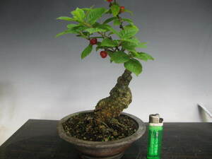  shohin bonsai ..... height of tree 13.( free shipping )