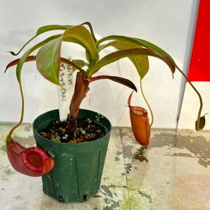 N.Lady Luck(レディーラック) メス株 挿し木 ネペンテス ウツボカズラ 食虫植物 熱帯植物 観葉植物の画像3