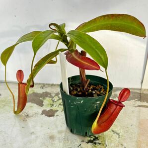 N.Lady Luck(レディーラック) メス株 挿し木 ネペンテス ウツボカズラ 食虫植物 熱帯植物 観葉植物の画像2