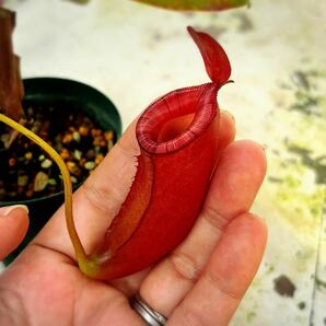 N.Lady Luck(レディーラック) メス株 挿し木 ネペンテス ウツボカズラ 食虫植物 熱帯植物 観葉植物の画像7
