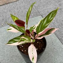 ★希少★ Ctenanthe oppenheimiana ’Tricolor’ クテナンテ オッペンヘイミアナ 'トリコロル' 斑入り 熱帯植物 観葉植物_画像3