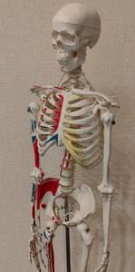 人体模型　骨標本　起始停止付き　全長85cm程