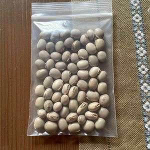 ムクナ豆栽培用　60粒