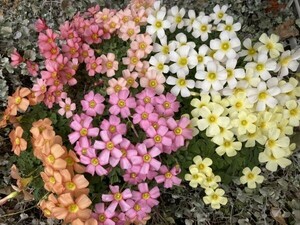 【球根】オキザリス オブツーサ(Oxalis obtusa)　MIX