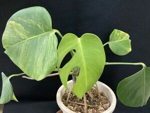 【苗】モンステラ 黄斑(Monstera deliciosa var.borsigiana ‘yellow variegated’)