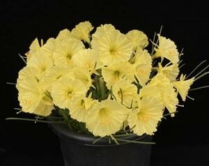 【球根】スイセン　ジュリアジェーン系統(Narcissus romieuxii ’Julia Jane’ type)