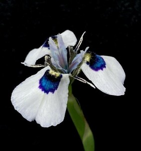 【球根】モラエア　アリスタータ(Moraea aristata)