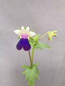 【種子】原種ネメシア バルバータ(Nemesia barbata)　紫