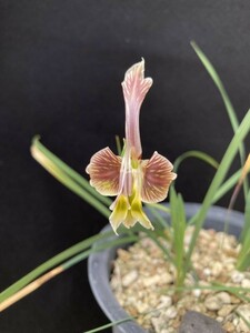 [ луковица ] гладиолус uisiae(Gladiolus uysiae)