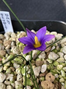 【球根】ロムレア ラミフローラ(Romulea ramiflora)