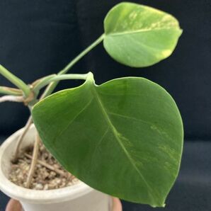 【苗】モンステラ 黄斑(Monstera deliciosa var.borsigiana ‘yellow variegated’)の画像4