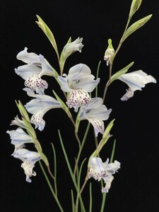 [ луковица ] гладиолус glasi белка голубой (Gladiolus gracilis blue form)