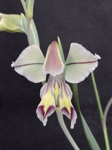 [ луковица ] гладиолус o- Kid frolas(Gladiolus orchidiflorus)