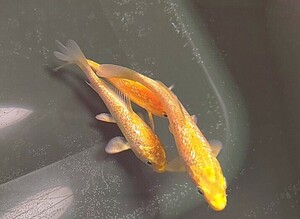 [ rare common carp ] limited amount bargain sale!!... common carp place production Golden corn colored carp opening 2 -years old approximately 12cm rom and rear (before and after) 1 pcs animation have including in a package possible ( including in a package conditions have )