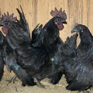  genuine black . chicken meal for have . egg 6 piece kind egg 