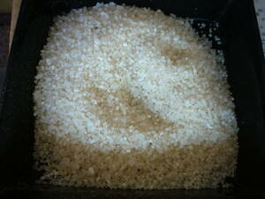  bird. ...* small rice approximately 25.