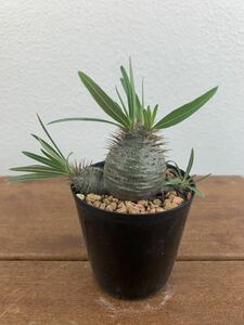 パキポディウム グラキリス Pachypodium コーデックス 実生 gracilius 塊根植物 