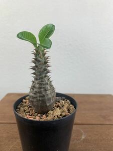 パキポディウム Pachypodium 塊根植物 ウィンゾリー実生