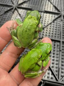  Schlegel's green tree frog 2 pair total 4 pcs set 