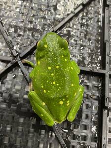  Schlegel's green tree frog 1 pcs kibosishure- gel that ④