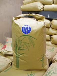  new rice . peace 5 year production Aichi Koshihikari brown rice 30kg from brown rice 25kg. modification [ free shipping * one etc. rice quality ]