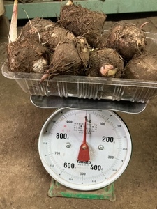 里芋　サトイモ　たわら（俵）芋　種芋　1キロ　1kg　1400円　送料無料　希少品種　1