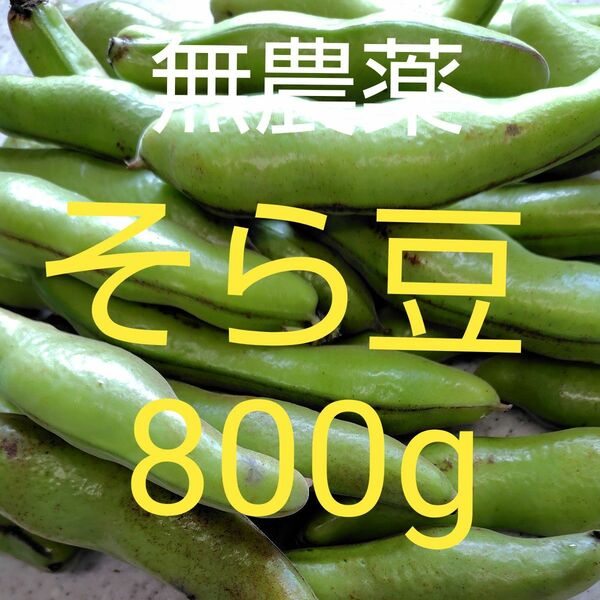 無農薬 そら豆 800g