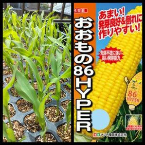 Tomomi様専用とうもろこし苗（おおもの）15本 栽培期間中農薬不使用