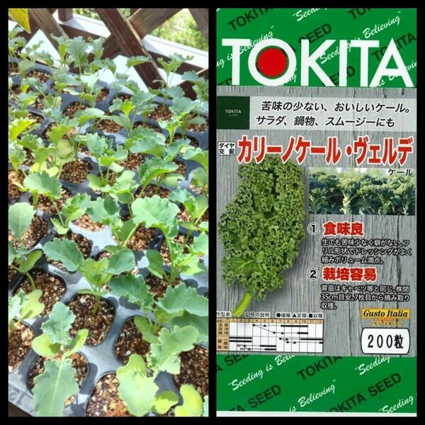 カリーノケール苗 10本 栽培期間中農薬不使用