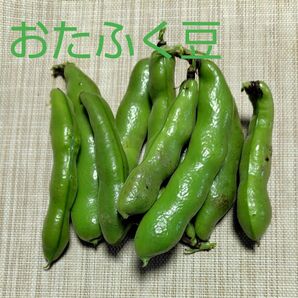 おたふく豆(そら豆) 　無農薬　1kg