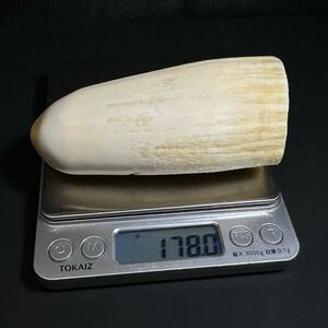 [makou whale. tooth 178.0g]... whale tooth . seal stock . tooth 