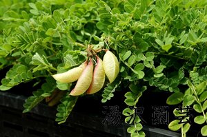 高山植物 山野草 トカチオウギ　希少種