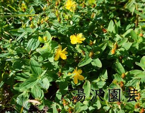 高山植物 山野草 マシケオトギリ　希少種