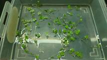 【自家飼育栽培】オーストラリアンノチドメ 水草 水上葉 約10cm 10本 送料無料 匿名配送_画像3