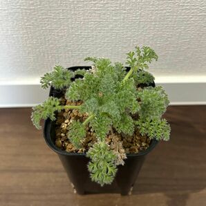 ペラルゴニウム アッペンディクラツム 多肉植物 塊根植物