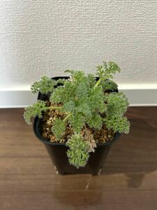 ペラルゴニウム アッペンディクラツム 多肉植物 塊根植物