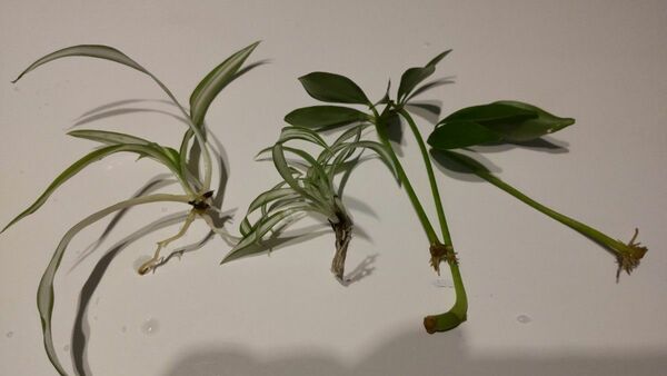 カポックとオリヅルランのセット　 観葉植物 苗