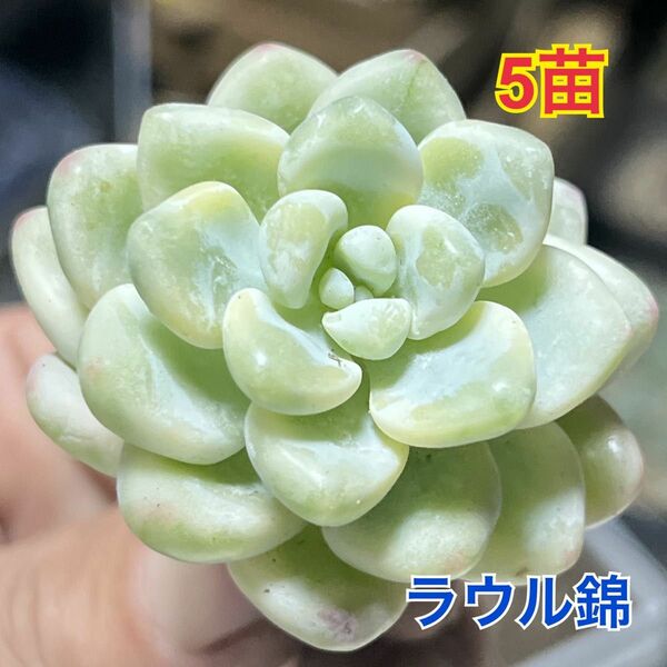 セダム　ラウル錦　5苗セット 多肉植物　レア