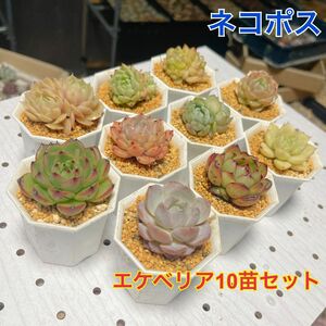 エケベリア　10苗セット 多肉植物