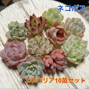 エケベリア 10苗セット 多肉植物