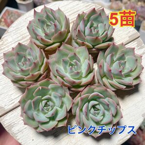 エケベリア　ピンクチップス　5苗セット（韓国苗）多肉植物　ショップ内組み合わせ自由